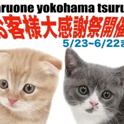 【 お知らせ 】お客様大感謝祭！マルワン横浜鶴見店に在店している猫ちゃんをご紹介！