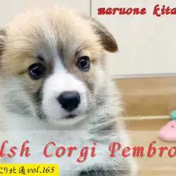 【 ほっこり北通vol.165 】北戸田店のコーギーくんのお部屋での様子をお届け