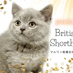 【 ブリティッシュショートヘア 】肉まんのようなほっぺが魅力的のブリくんが登場！