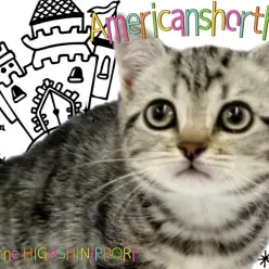 【 アメリカンショートヘア 】毛並みに宿る芸術、クラシックタビーの女神降臨！