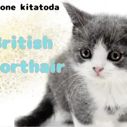 【 ブリティッシュショートヘア 】超絶フレンドリーなハチワレ模様のプリンス入店！