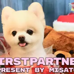 【 ファーストパートナー 】マルワン横浜今宿店 柴の愛犬物語！