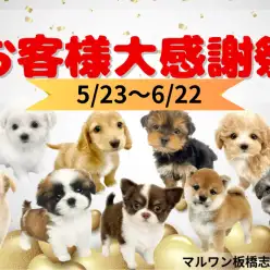 【 お知らせ 】お客様大感謝祭開催！マルワン板橋志村坂下店のワンちゃんをご紹介！