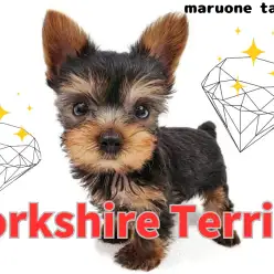 【 ヨークシャーテリア 】ミニマムサイズのヨーキーちゃん！魅力ポイントをご紹介！