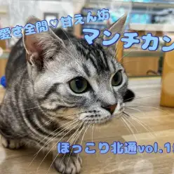 【 ほっこり北通Vol.153 】可愛さ全開な甘えん坊！生後8ヶ月のマンチカン！