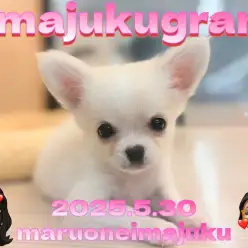 【 イマジュクグラム 】へそ天もできる甘え上手なチワワちゃまの最新動画を大公開！