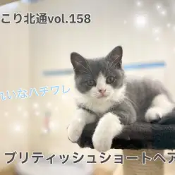 【 ほっこり北通vol.158 】どこから見ても美男子！ブリティッシュくん