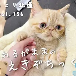 【 ほっこり北通vol.156 】肉球だって触れちゃう！されるがままエキゾチック