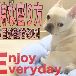 【 フレンチブルドッグ 】独特な座り方をするフレブルから目が離せない!