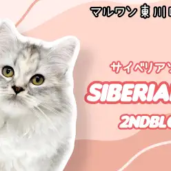 【 サイベリアン 】神秘的な被毛のサイベちゃん！生後4ヶ月を迎えて更なる美猫へ