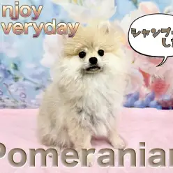 【 ポメラニアン 】仮装大賞は優勝だね！定期的なシャンプーで今日もピカピカ！