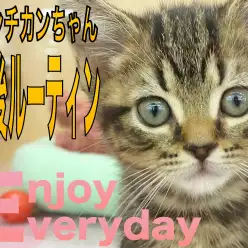 【 マンチカン 】ごちそうさまの後のルーティンをご紹介!!