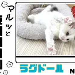 【 マルっと東川口日和No.5 】癒し度No.1キャット！ほのぼの温厚ラグちゃん