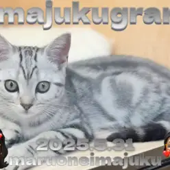 【 イマジュクグラム 】抱っこ大好きな甘えん坊に成長中のアメショちゃま最新情報！