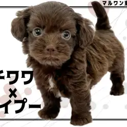 【 チワプー 】超ミニマム遺伝子＆最強童顔を受け継いだミックス犬が東京都に出現！