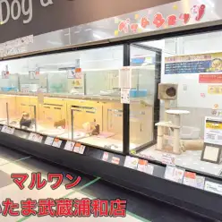 【 店舗紹介 】しつけに強いお店！安心と笑顔が広がるさいたま武蔵浦和店