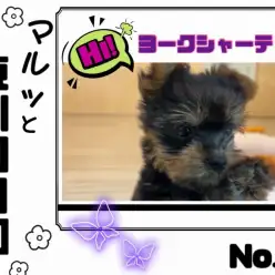 【 マルっと東川口日和No12 】順応性抜群！可愛らしい女の子ヨーキーちゃん