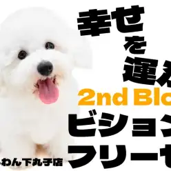 【 ビションフリーゼ 】アフロと笑顔がトレードマーク！愛されわんこの2ndブログ