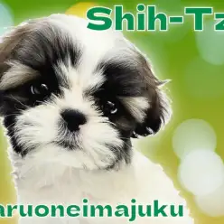 【 シーズー 】初心者必見!短足おっとり系の女の子の魅力を徹底解説!