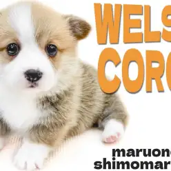 【 コーギー 】陽気な性格と愛嬌抜群のルックスは太陽のように照らしてくれる存在！