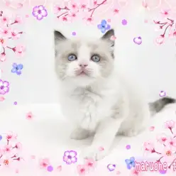 【 ラグドール 】可愛くて美しい！シールポイントバイカラーのまんまる男子！