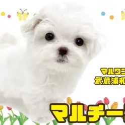 【 マルチーズ 】短いマズルとタレ目が可愛い小さめサイズの男の子が埼玉に登場