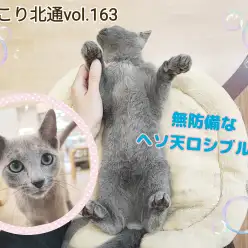 【 ほっこり北通vol.163 】超無防備！甘えん坊なヘソ天ロシアンブルー