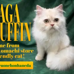 【 ラガマフィン 】優しい瞳で語りかけるほんわかプリンスがマルワン本羽田店に登場