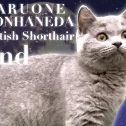 【 ブリティッシュショートヘア 】生後4ヵ月経過したまん丸ガールのセカンドブログ！