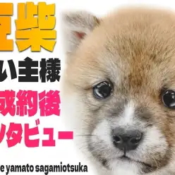 【 豆柴 】最愛の我が子、豆柴ちゃんとの出会いときっかけをお客様にレポート！