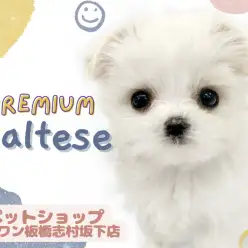 【 マルチーズ 】手乗りサイズのマルチーズ降臨！プレミアム要素をご紹介！
