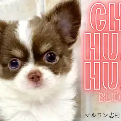 【 チワワ 】目が合った瞬間からみんなの心を鷲掴み！激かわチワワちゃんが登場！