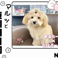 【 マルっと東川口日和No.8 】驚きの理解力！お迎えしやすいマルプーくん