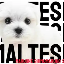 【 マルチーズ 】真っ白な被毛と愛らしいルックスが魅力の優しい性格の女の子