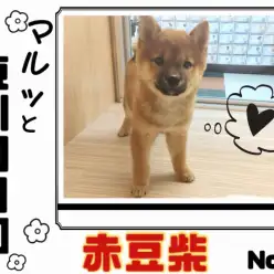 【 マルっと東川口日和No.4 】KC認定赤豆柴！クールな見た目を覆す甘えん坊