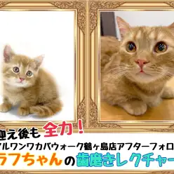 【 お迎え後が本番！マルワンアフターフォロー 】鶴ヶ島店卒業生ラフちゃんの歯磨き