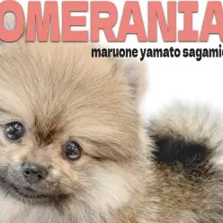 【 ポメラニアン 】ポメスマイルが溢れる愛嬌抜群の女の子との出会いを大和市で！