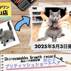 【 ブリティッシュショートヘア】 城山っ子成長報告！2025年5月3日