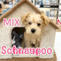 【 シュナプー 】トイプードル×ミニチュアシュナウザーの魅力満載!激レアMIX犬