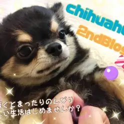 【 チワワ 】東川口店イチの癒し系ボーイ生後4ヶ月を迎え超優秀わんこへ成長！