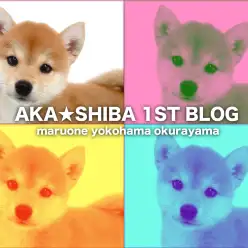 【 柴犬 】鮮やかな赤毛の女の子!ヒコーキ耳で大歓喜する姿に柴沼確定!