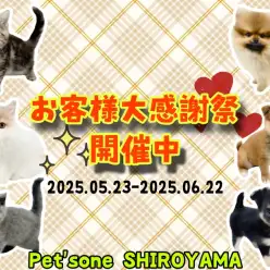【 お知らせ 】お客様大感謝祭開催中！城山店のとびっきりに可愛い子達をご紹介