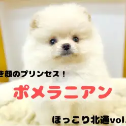 【 ほっこり北通Vol.151 】毛量毛吹き抜群の甘えん坊ポメちゃんをご紹介！