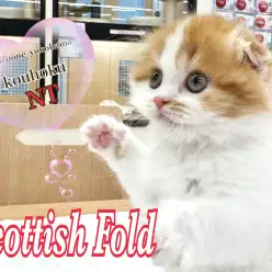 【 スコティッシュフォールド 】初心者にも育てやすい人気猫種！折れ耳スコの女の子