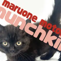 【 マンチカン 】横浜元町で出会う短足×チョコレートカラーの愛らしい美猫！