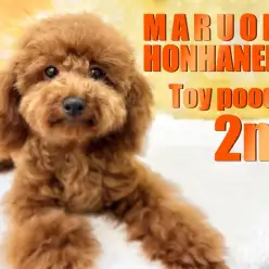 【 トイプードル 】生後6ヶ月のお散歩大好きな男の子の1日をご紹介！