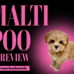 【 マルプー 】春風に乗って！アプリコットの森からやってきた小さな妖精！