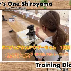 【 城山トレーニングダイアリー 】シュナちゃんの初めてのトレーニング
