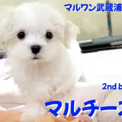 【 マルチーズ 】涙やけのない美白男子！天真爛漫な白い天使が埼玉に舞い降りた