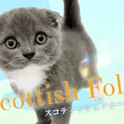 【 スコティッシュフォールド 】希少な垂れ耳！特別感満載の美しき群青キャット！